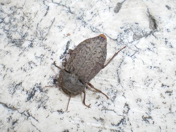 Aphodiidae: Calamosternus granarius e Tenebrionidae: Asida bayardi bayardi